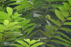 Castanea sativa
